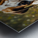 Protective Bulldog Puppy Shields Snail From Heavy Rain Metal print