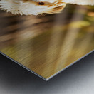 Poodle Puppy Meets New Friend In Garden Metal print