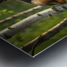 Curious Puppy King Spots Something Interesting Metal print