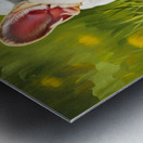 French Bulldog Puppy Discovers Reflection In Puddle Metal print