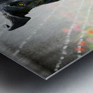 Wet German Shepherd Puppy Rests By Sprinkler Happily Metal print