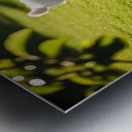 Exhausted Poodle Puppy Rests After Shadow Chase Game Metal print