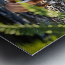 Bulldog Puppy Resting After Big Adventure Metal print