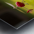 Beagle Puppy Rests After Helicopter Chase Metal print