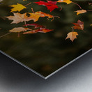 Pug Puppy Rests After Wind Play Metal print