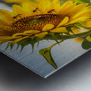 Pug Puppy Discovers Garden Bees Metal print