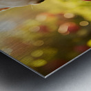 French Bulldog Puppy Discovers Apple Orchard Metal print