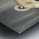 Pug Puppy Discovers Big Blue Backpack Metal print