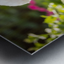 Curious Bichon Frise Puppy Discovers Garden Watering Can Metal print