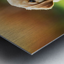 Tired Puppy Rests After Leash Adventure Metal print