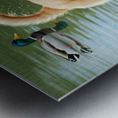 Happy Golden Retriever Puppy Plays With New Duck Friends At Pond Metal print