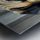 Pug Puppy Sits Proudly After Successful Guard Duty Metal print