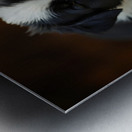 Sleepy Border Collie Puppy Naps On Open Book Metal print