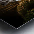 Cane Corso Puppy Returns Home After Night Out Metal print