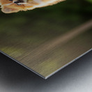 Tired Pomeranian Puppy Resting After Playful Chase Metal print