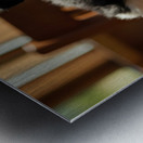 Playful Border Collie Puppy Interacts With Book Pages Metal print