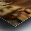 Alert Pomeranian Ready For Adventure Metal print