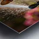 Happy Corgi Puppy Rests After Sprinkler Adventure Metal print