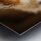 Pomeranian Puppys Cozy Morning Spot Metal print