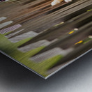 Curious Pomeranian Puppy Spots Something In The Sky Metal print