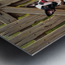 Boston Terrier Puppy Delivers Flowers To Loving Hands Metal print