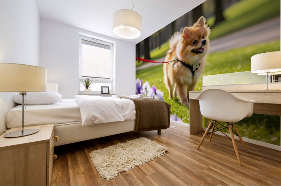 Pomeranian Puppy Masters Leash Walking Happily Mural print