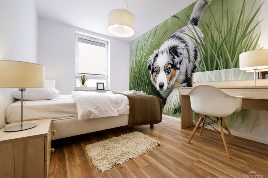 Blue Merle Australian Shepherd Puppy Searches Through Tall Grass Mural print