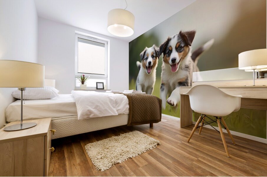 Blue Merle Australian Shepherd Puppies Playing Together In Tall Grass Mural print