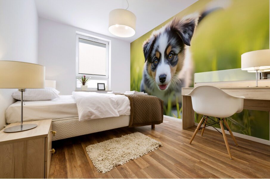 Blue Merle Australian Shepherd Puppy Ready To Play Hide And Seek Mural print