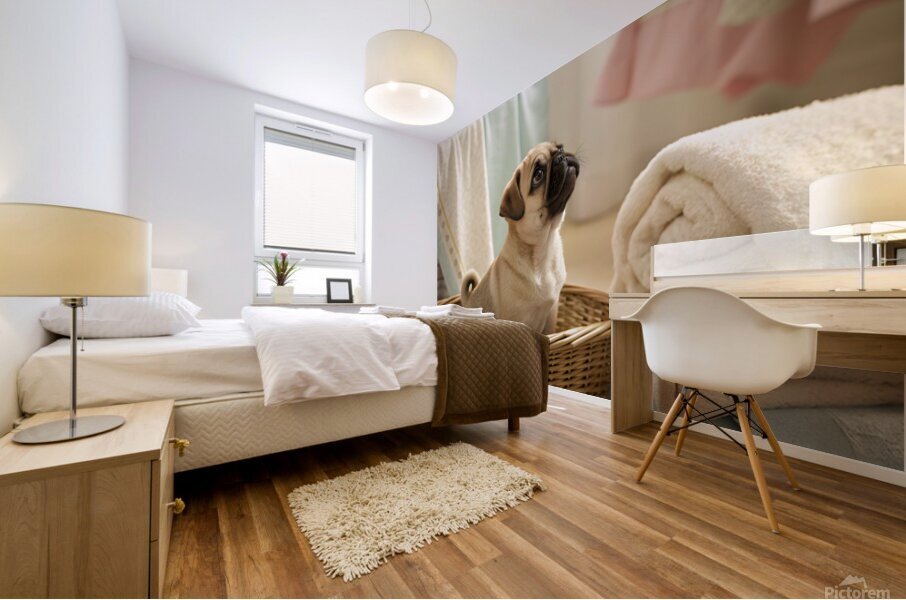 Pug Puppy Discovers Cozy Laundry Basket Mural print