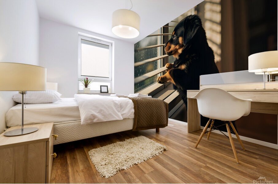 An adorable black and tan Rottweiler puppy stands curiously at a window Mural print