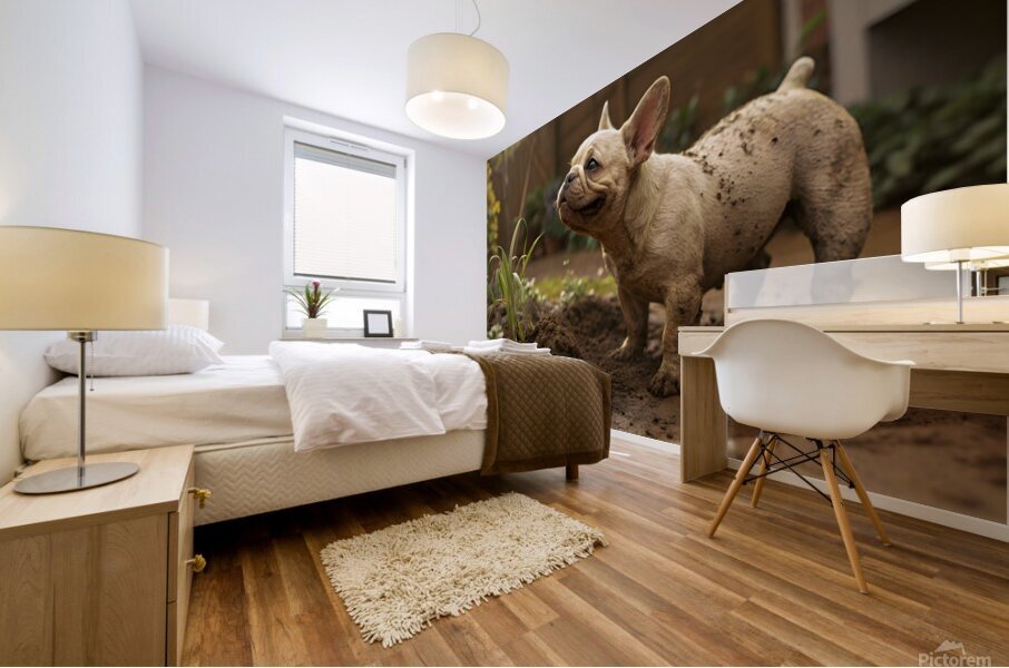 French Bulldog Puppy Discovers Muddy Garden Adventure Mural print