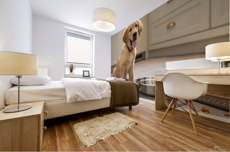 Satisfied Golden Retriever Puppy After Finishing Meal Mural print