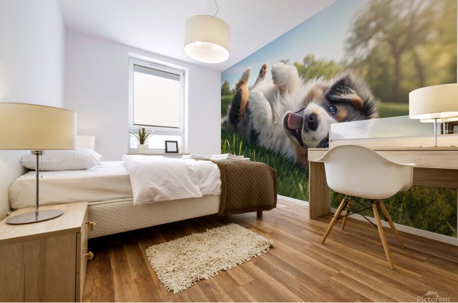 Happy Australian Shepherd Puppy Rolls On Grass Mural print