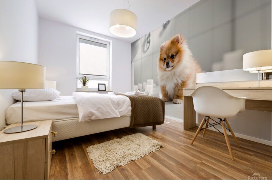 Pomeranian Puppy Discovers Toilet Paper Roll Mural print