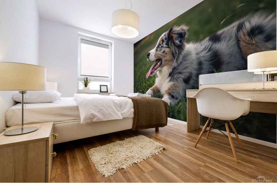 Tired Australian Shepherd Puppy Rests After Zoomies Mural print