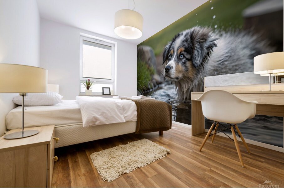 Australian Shepherd Puppy Emerges From Pond Water Mural print