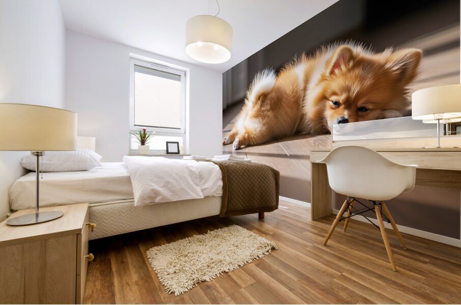 Pomeranian Puppy Discovers The Perfect Sploot Position Mural print