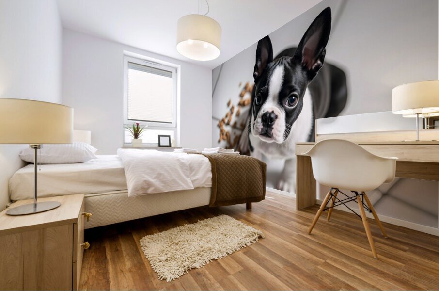 Guilty Boston Terrier Puppy After Making Mess Mural print