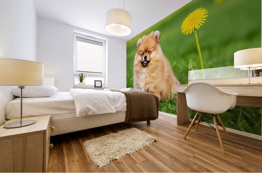 Happy Pomeranian Puppy After Discovering New Scent Mural print