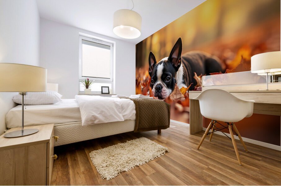 Sleepy Boston Terrier Puppy Rests In Autumn Leaves Mural print