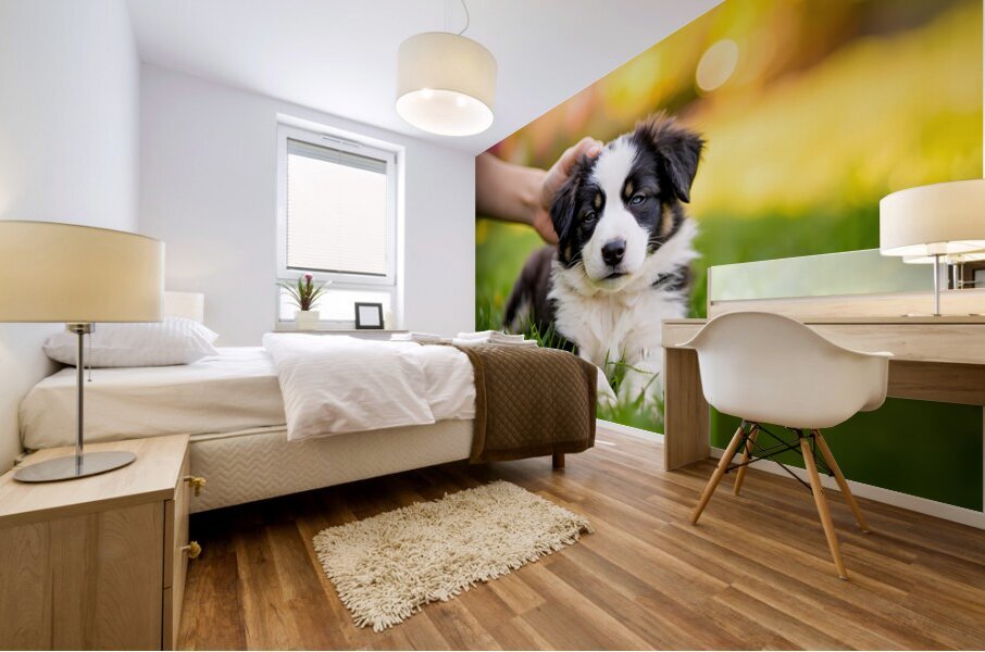 Border Collie Puppy Feeling Sleepy After Ear Scratches Mural print