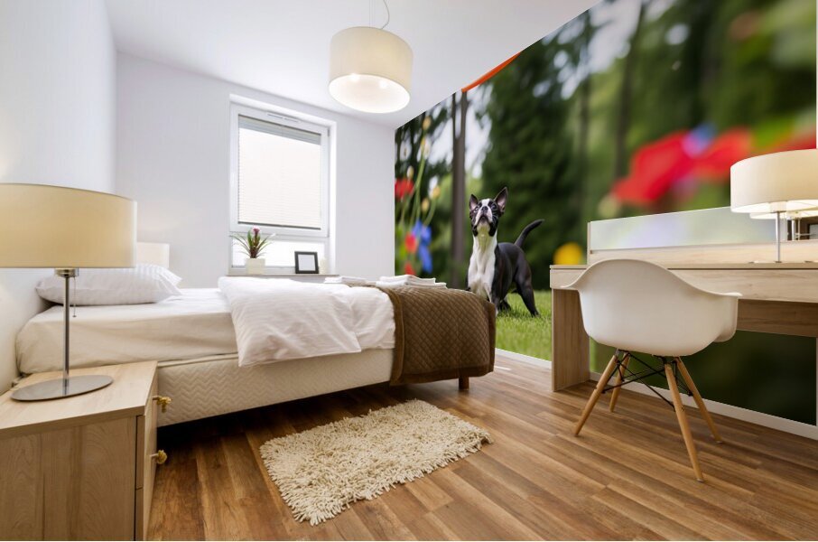 Boston Terrier Puppy Ready To Leap For Frisbee Mural print