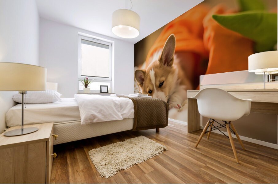 Sleepy Corgi Puppy Rests After Halloween Costume Adventure Mural print