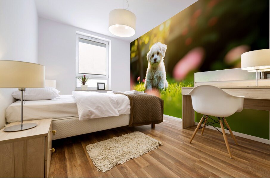 Bichon Puppy Begins Stay Training In Garden Mural print