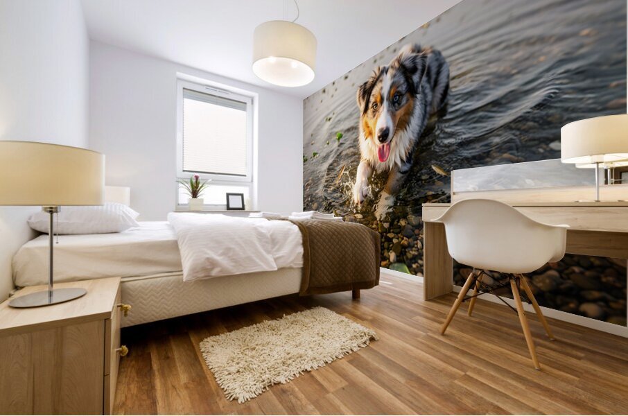 Playful Australian Shepherd Puppy Splashes In Shallow Tide Pool Mural print