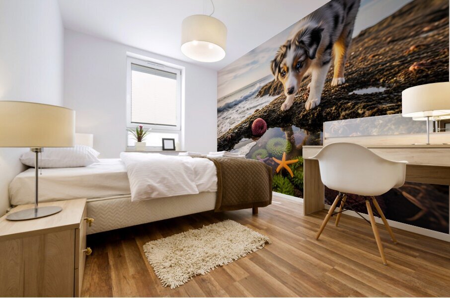 Australian Shepherd Puppy Discovers Tide Pools Mural print