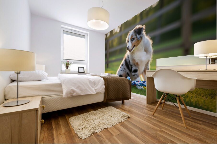 Australian Shepherd Puppy Discovers Big Chew Toy Mural print