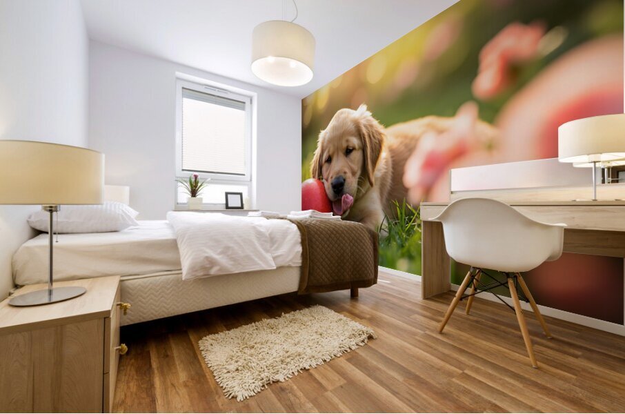 Exhausted Golden Retriever Puppy Rests Beside The Giant Ball Mural print