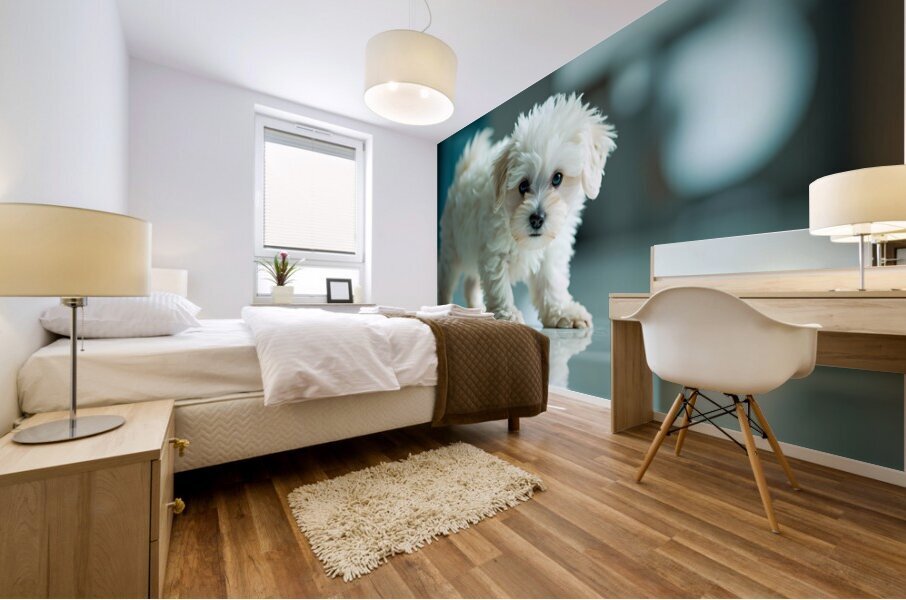 Bichon Frise Puppy Discovers His Reflection Mural print